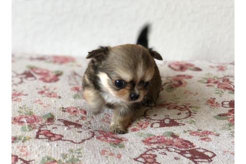 成約済の香川県のチワワ(ロングコート)-53235の2枚目